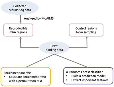 Identification of m6A-Associated RNA Binding Proteins Using an Integrative Computational Framework